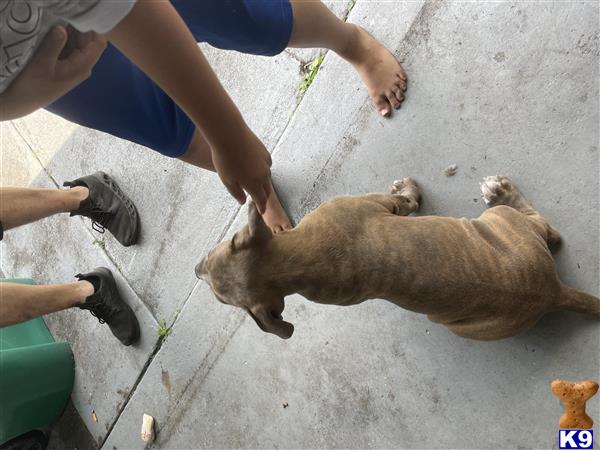 BluBully1 Picture 3